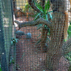 Solitary tinamou and Black fronted titi
