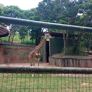 Southern giraffe