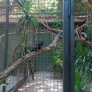 Golden banded tamarin