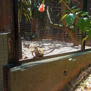 Guianan squirrel monkey