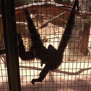 Red faced spider monkey