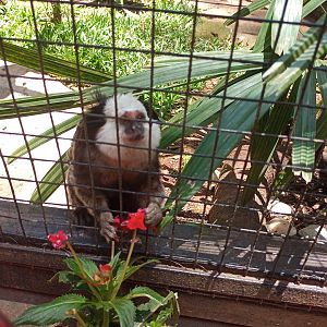 Geoffroys marmoset