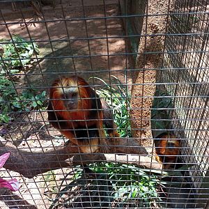Golden headed Lion tamarin