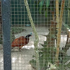 Helmeted curassow