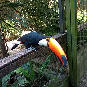 Toco toucan
