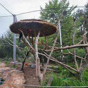 Stone Zoo 7/22 - Scarlet macaw, blue & gold macaw, scarlet ibis