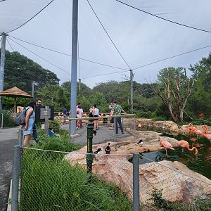 Stone Zoo 7/22 - Caribbean flamingo, scarlet ibis, Barrow's goldeneye