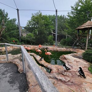 Stone Zoo 7/22 - Caribbean flamingo, Barrow's goldeneye, scarlet ibis, blue & gold macaw, scarlet macaw