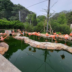 Stone Zoo 7/22 - Caribbean flamingos