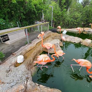 Stone Zoo 7/22 - Caribbean flamingos