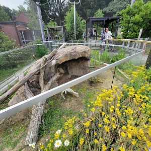 Stone Zoo 7/22 - Jamaican iguana