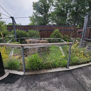 Stone Zoo 7/22 - Jamaican iguana