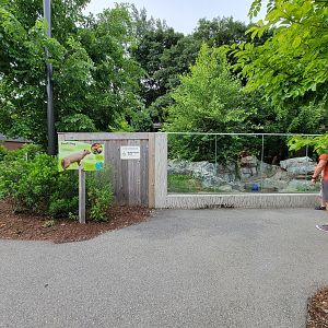 Stone Zoo 7/22 - Bush dogs