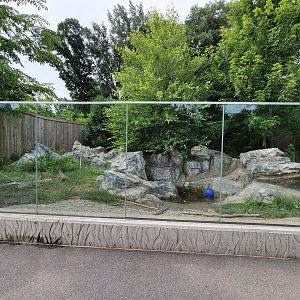 Stone Zoo 7/22 - Bush dogs