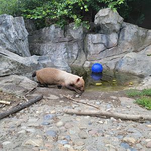 Stone Zoo 7/22 - Bush dog