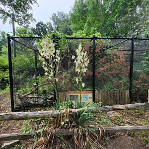 Stone Zoo 7/22 - Greater Roadrunner