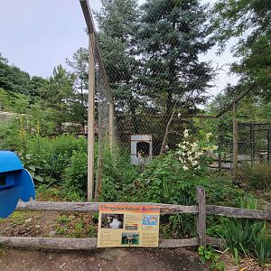 Stone Zoo 7/22 - Peregrine Falcon