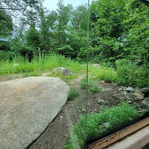 Stone Zoo 7/22 - Chacoan peccary viewing window