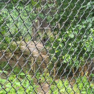 Stone Zoo 7/22 - The actual view of the Chacoan peccary