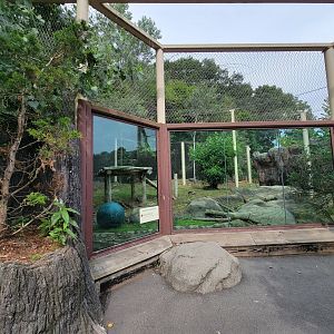 Stone Zoo 7/22 - Mountain Lion