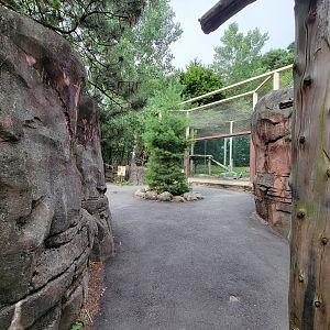 Stone Zoo 7/22 - Mountain Lion