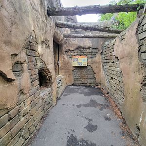 Stone Zoo 7/22 - Cacomistle corner