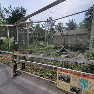Stone Zoo 7/22 - White-nosed coati