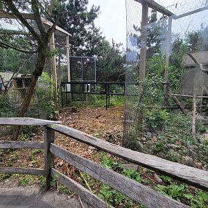 Stone Zoo 7/22 - White-nosed coati tunnel between the two exhibits