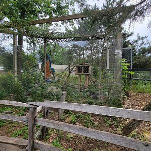 Stone Zoo 7/22 - White-nosed coati