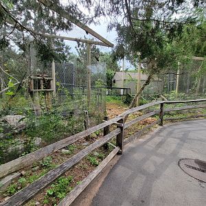 Stone Zoo 7/22 - White-nosed coati
