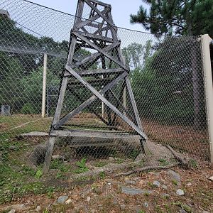 Stone Zoo 7/22 - Jaguar