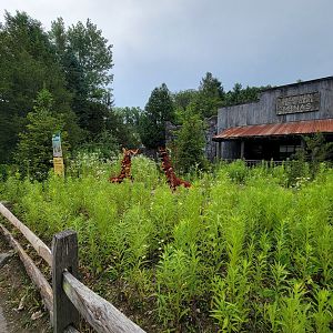 Stone Zoo 7/22 - Treasures of the Sierra Madre