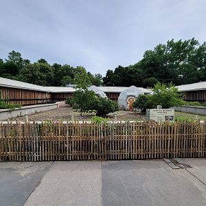 Stone Zoo 7/22 - Sulcata tortoises