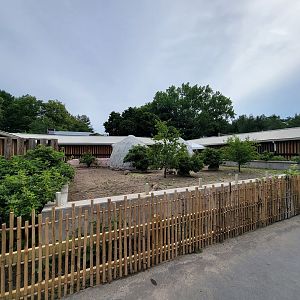 Stone Zoo 7/22 - Sulcata tortoises