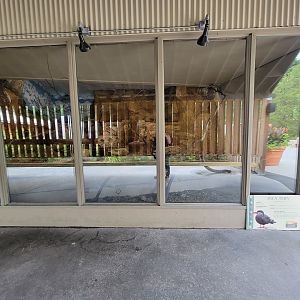 Stone Zoo 7/22 - Inca Tern