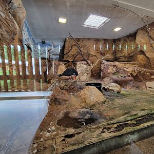 Stone Zoo 7/22 - Inca Tern