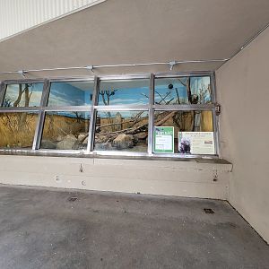 Stone Zoo 7/22 - Prehensile-tailed Porcupine