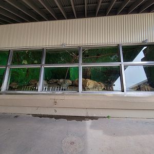 Stone Zoo 7/22 - Cotton-top tamarins