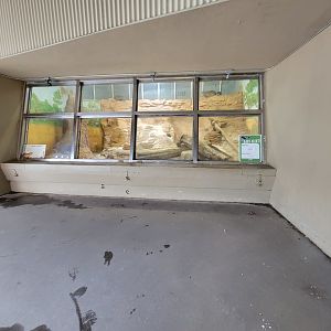 Stone Zoo 7/22 - Rock hyraxes