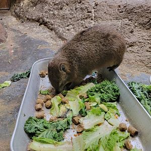 Stone Zoo 7/22 - Rock hyrax