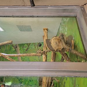 Stone Zoo 7/22 - Linnaeus's sloth