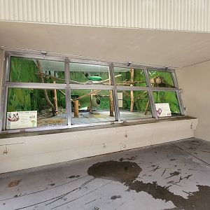 Stone Zoo 7/22 - Linnaeus's sloth, red-rumped agouti