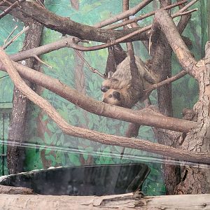 Stone Zoo 7/22 - Linnaeus's sloth mother and baby