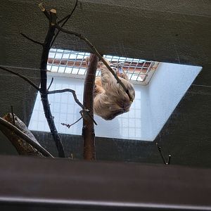 Stone Zoo 7/22 - Linnaeus's sloth