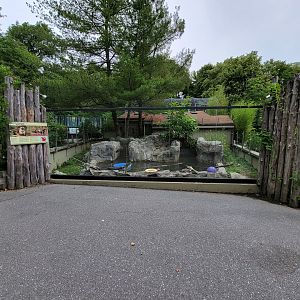 Stone Zoo 7/22 - North American River Otters