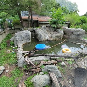 Stone Zoo 7/22 - North American River Otters