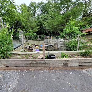 Stone Zoo 7/22 - North American River Otters