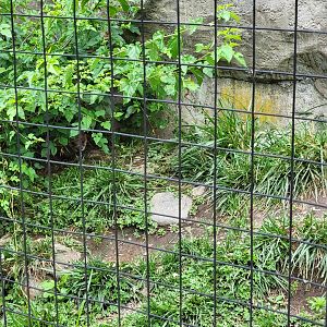 Stone Zoo 7/22 - Hardest time I've ever had finding otters :)