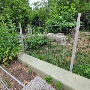 Stone Zoo 7/22 - The bush the otters are in