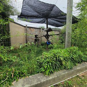 Stone Zoo 7/22 - Guereza Colobuses